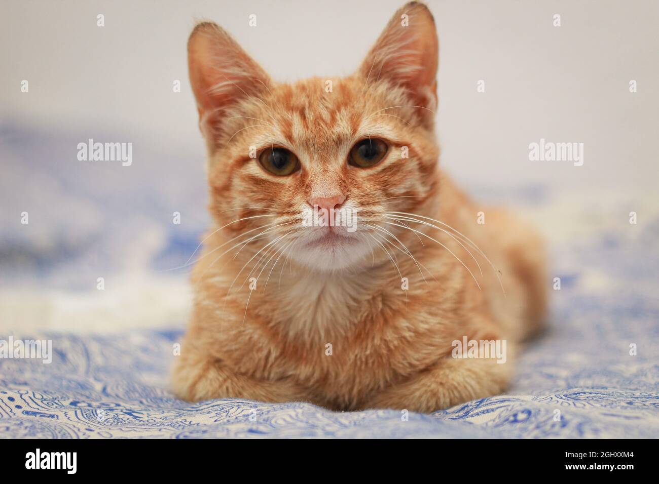 Small cat sitting Stock Photo