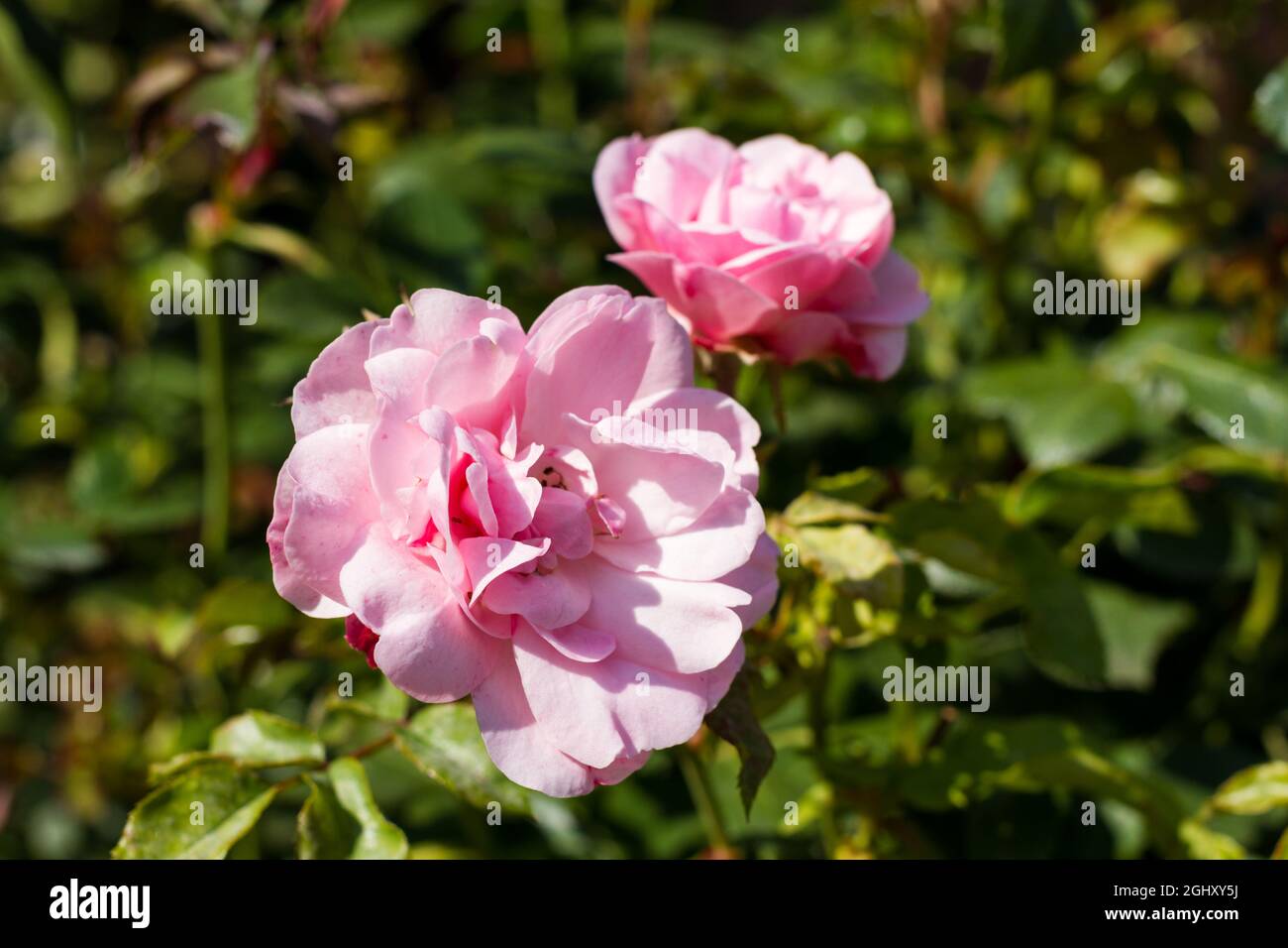 Roses summer hi-res stock photography and images - Alamy