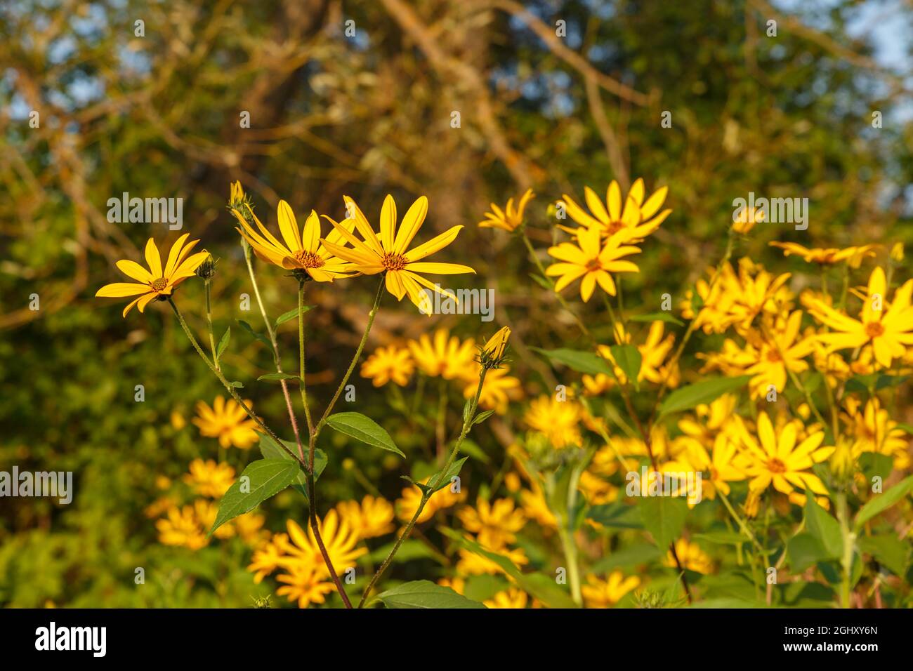 Jerusalem artichoke. Blooming yellow flowers in the meadow Stock Photo