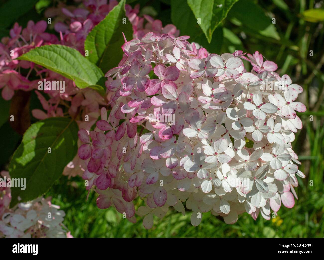 Blooming Hydrangea paniculata Grandiflora. Pink and white flowers of ...