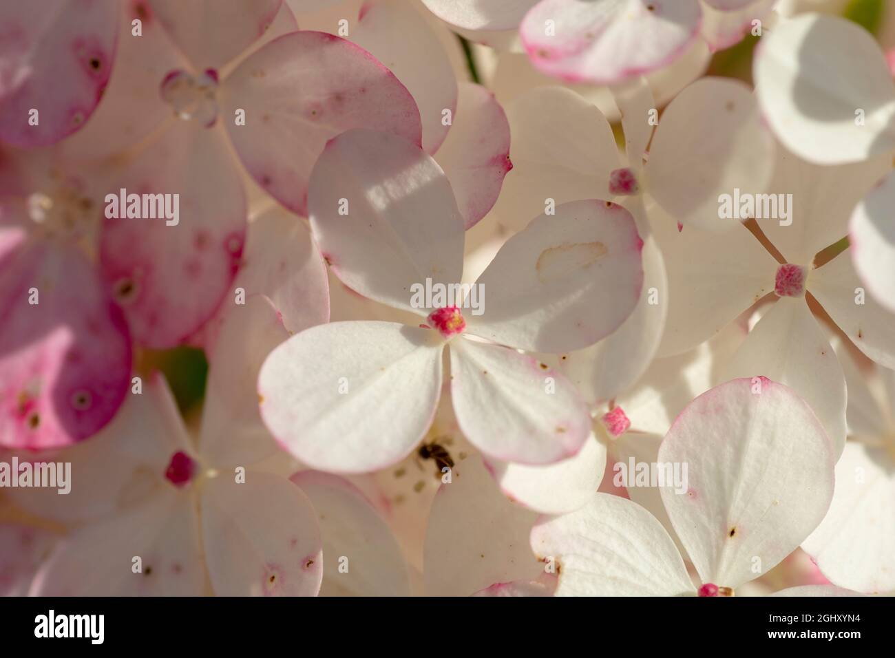 Blooming Hydrangea paniculata Grandiflora. Pink and white flowers of ...