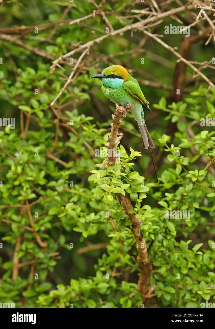 Asian green bee eater hi-res stock photography and images - Alamy