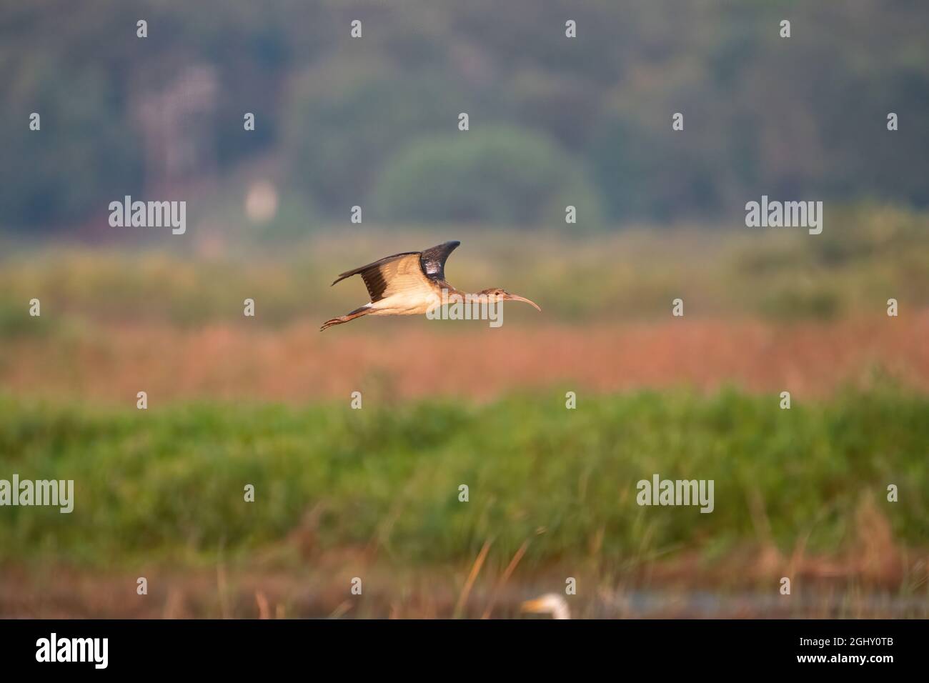A White-faced Ibis flying alone over the grassy marsh of a lake in a remote wildlife refuge on a sunny morning. Stock Photo