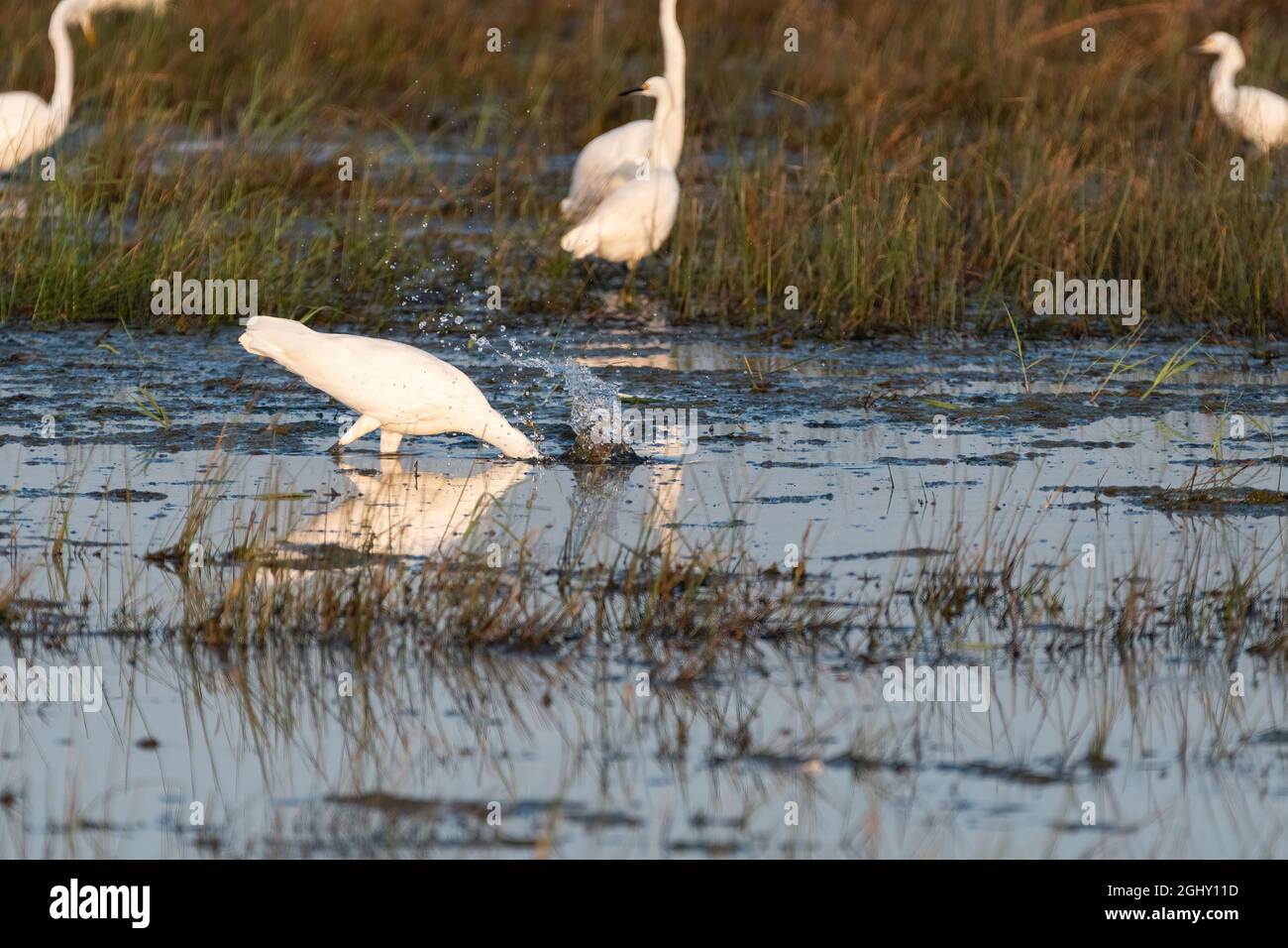A Great White Egret making a splash as it plunges its beak into the water of a grassy marsh in an attempt to catch a fish. Stock Photo