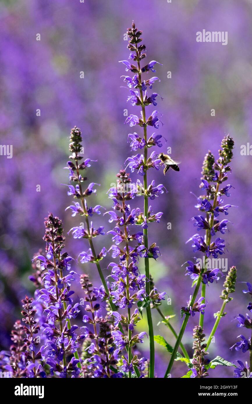 Salvia may night hi-res stock photography and images - Alamy