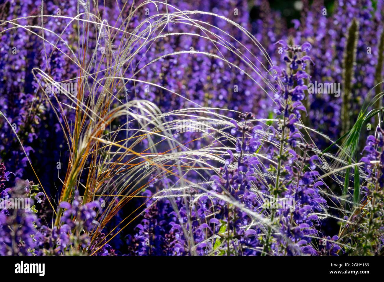 Feather grass Stipa tenuissima ornamental grass in garden Blue Meadow Sage Salvia 'Mainacht' Stock Photo