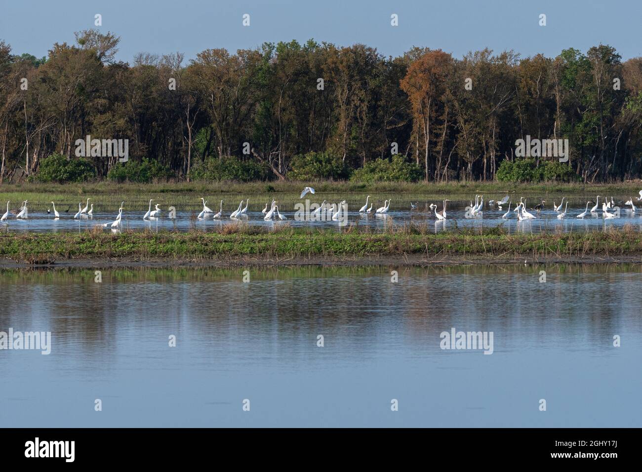 A large gathering of Great White and Snowy Egrets wading in the shallow water between a peninsula and a distant tree covered lake shore. Stock Photo
