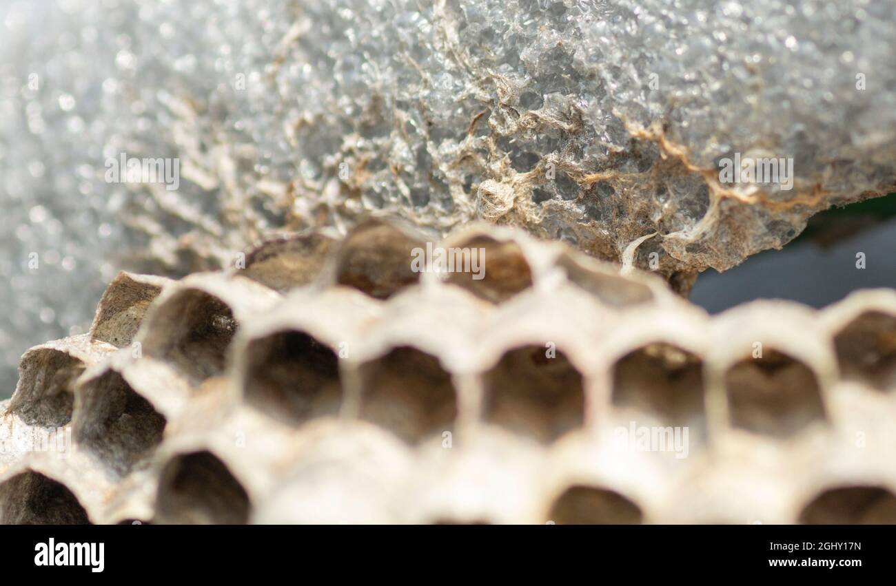 Wasp Base Veins like foundations holding wasp hive onto the surface. Wasp nest ...