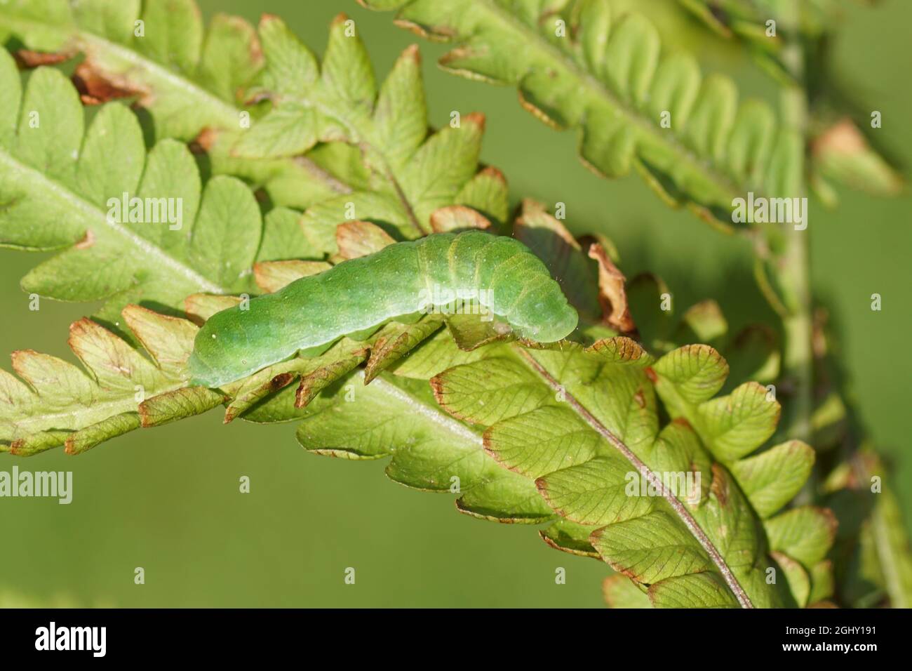 Caterpillar of the Svensson's copper underwing (Amphipyra berbera), family owlet moths (Noctuidae) eating a fern leaf in a Dutch garden. Netherlands, Stock Photo