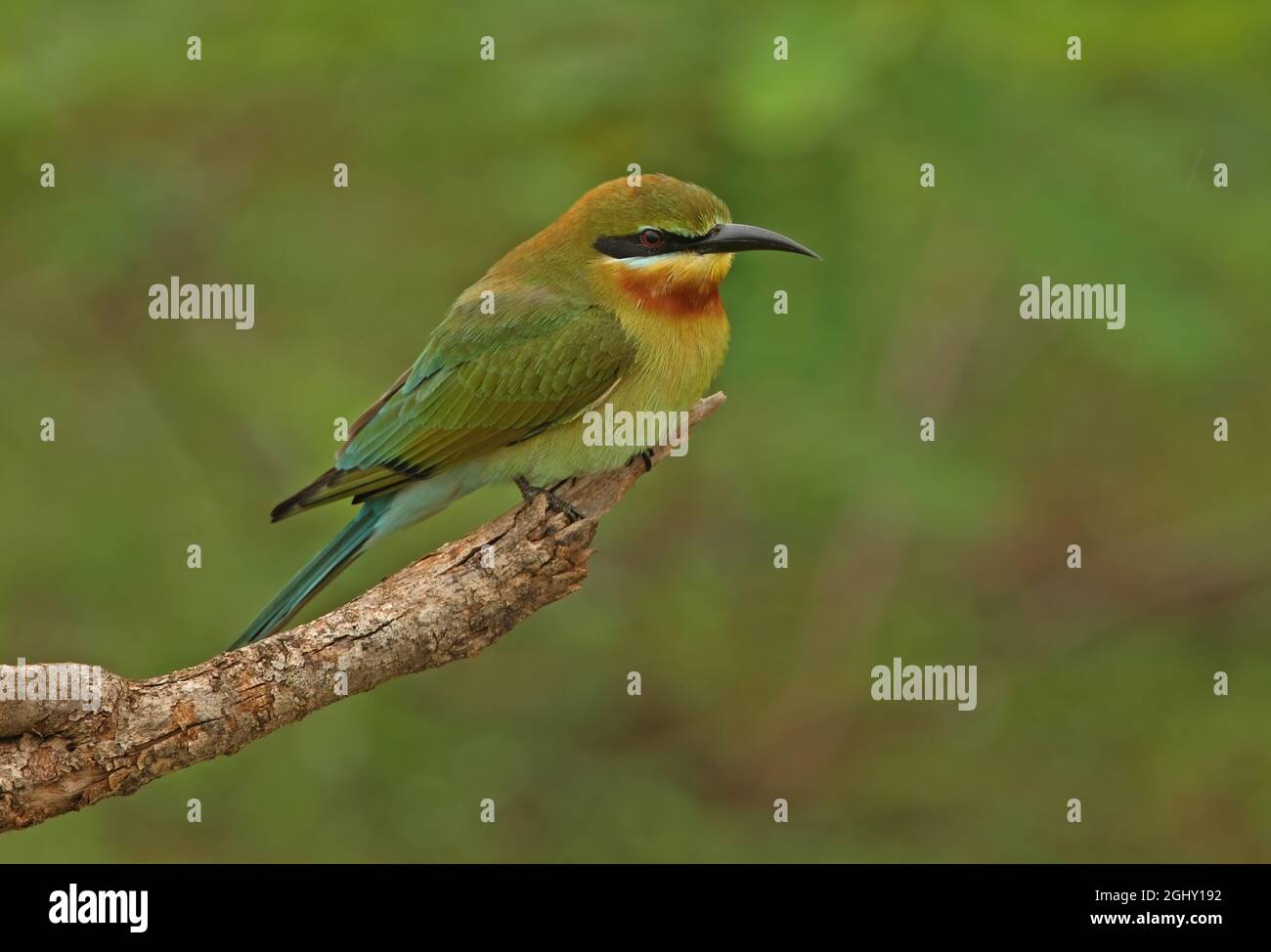 Blue-tailed Bee-eater (Merops philippinus) adult perched on dead branch ...