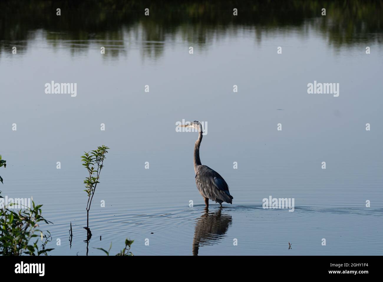 A Great Blue Heron wading out into the shallow water near the shore of a lake as it hunts for food on a sunny morning. Stock Photo