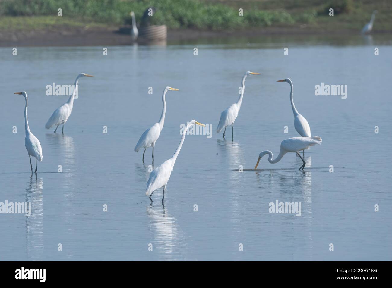 A small flock of Great White Egrets wading in the shallow part of a lake near a shoreline as they hunt for food in the water on a sunny morning. Stock Photo