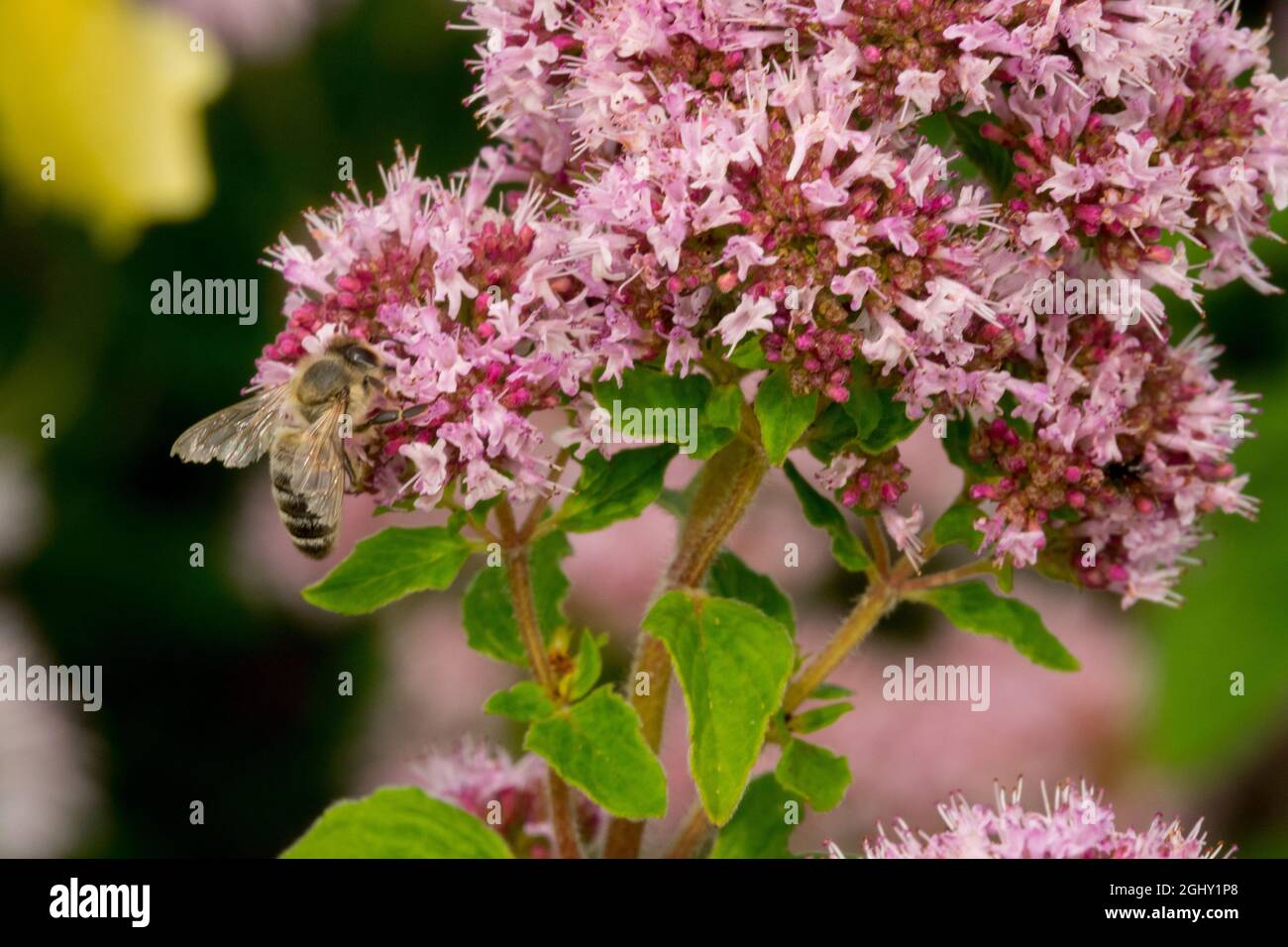 Honey bee in Origanum vulgare flower bee pollen Stock Photo