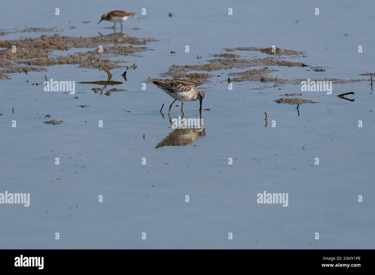 A Great Yellowlegs bird mirrored in the shallow water of a muddy flat as it uses its long beak to search for food in the mud. Stock Photo