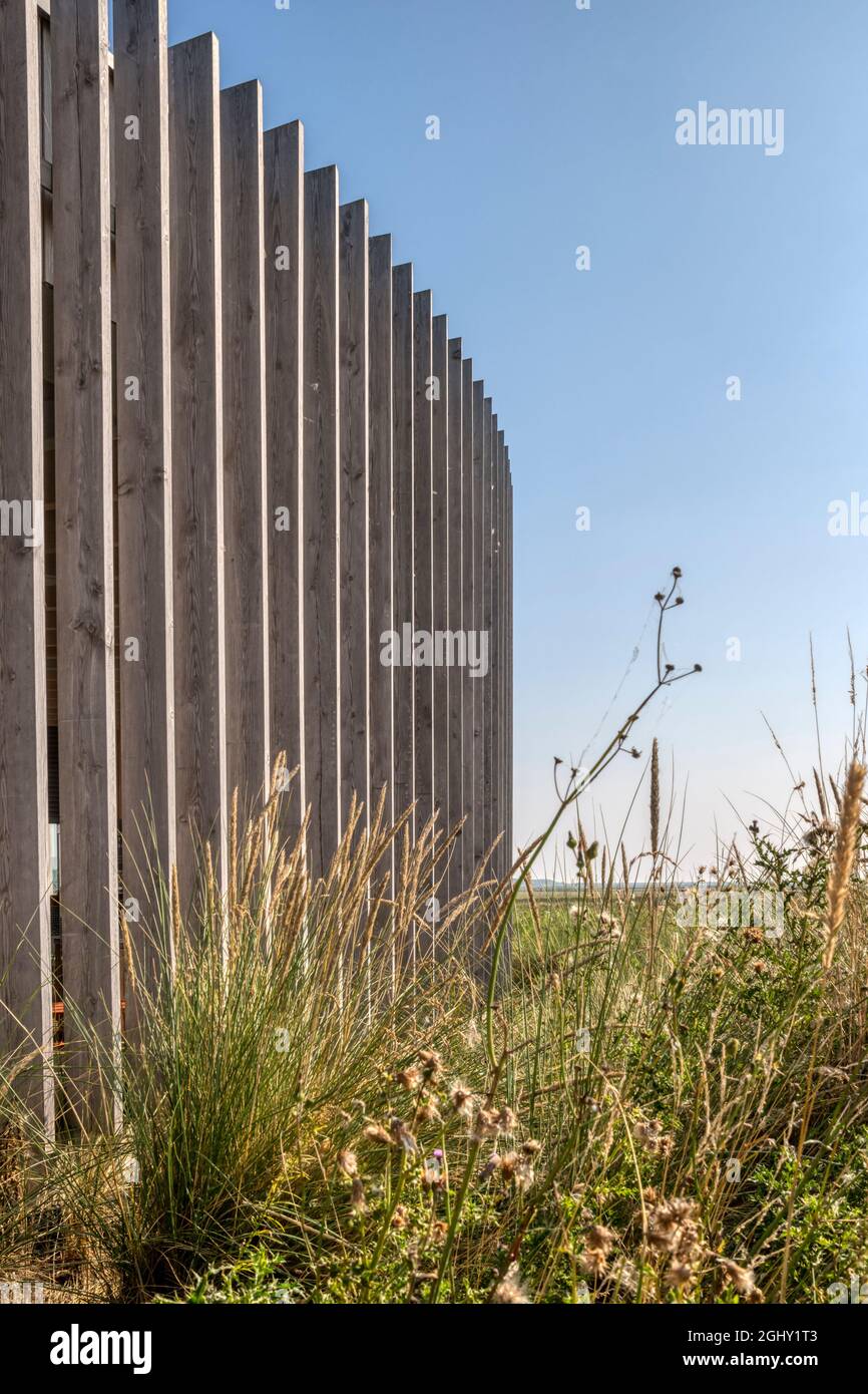 Planting detail around The Lookout visitor facilities at Holkham National Nature Reserve on North Norfolk coast. Designed by Lucas+Western Architects. Stock Photo