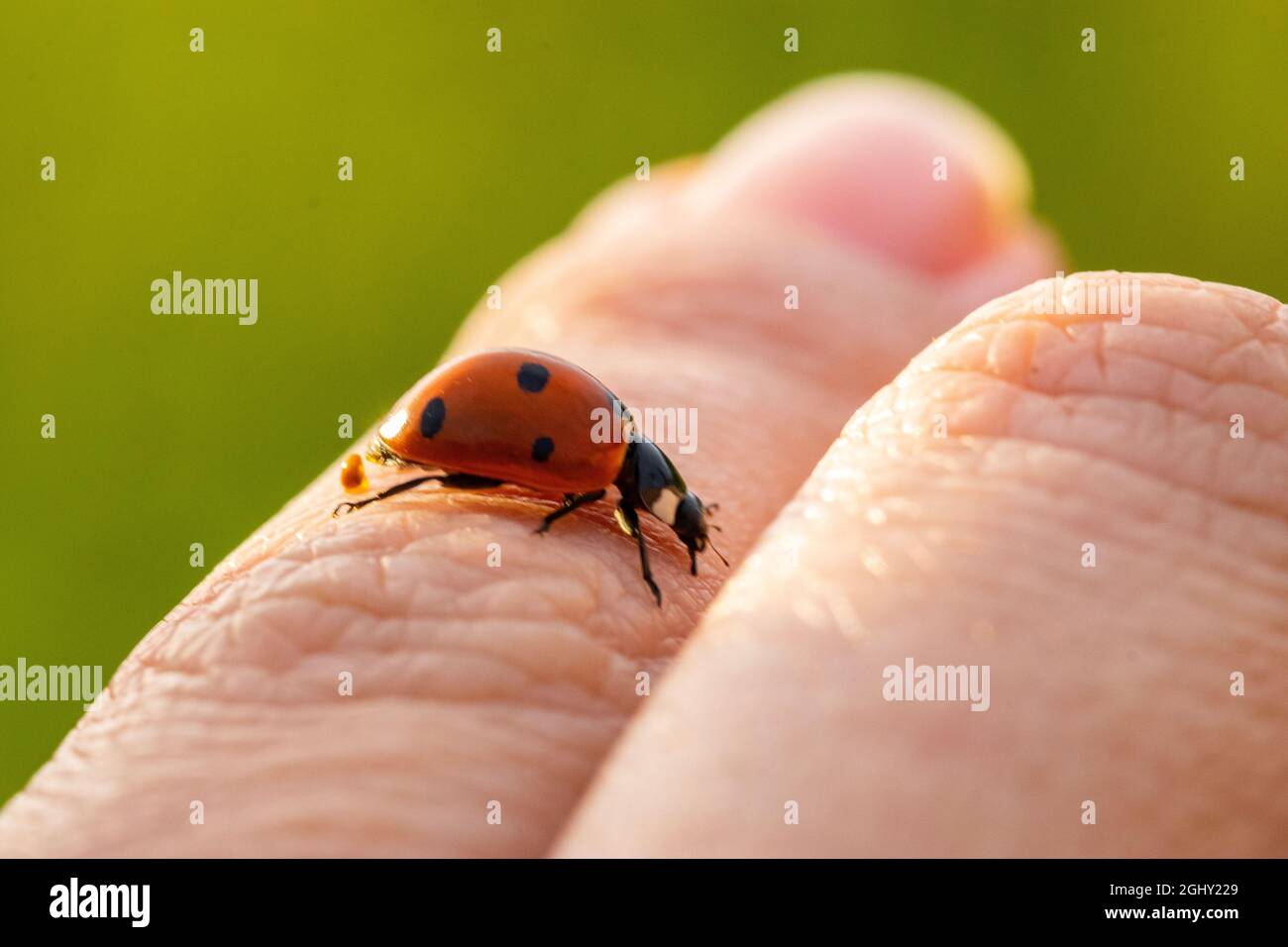 Seven-point ladybug on my fingers. coccinella septempuncata Stock Photo