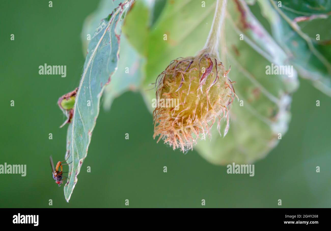 close up of a beech nut on a European Beech tree (Fagus sylvatica) growing on Salisbury Plain, UK Stock Photo