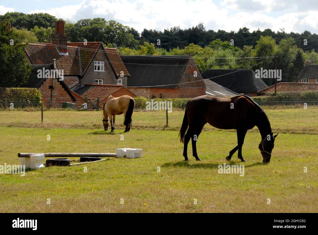 Two horses grazing in a field, Ranworth, Norfolk, England with fence and farm building beyond Stock Photo