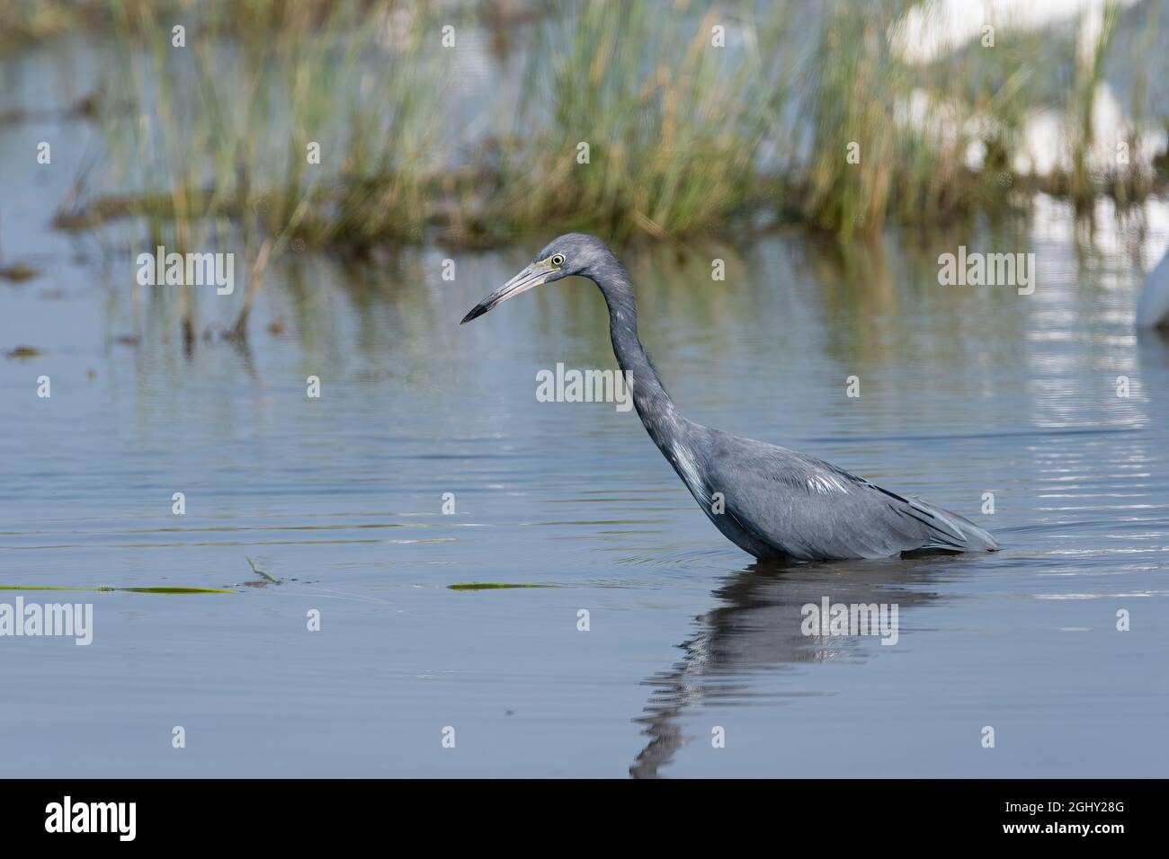 A Little Blue Heron searching for food as it wades in the water of a lake near the grassy shoreline. Stock Photo