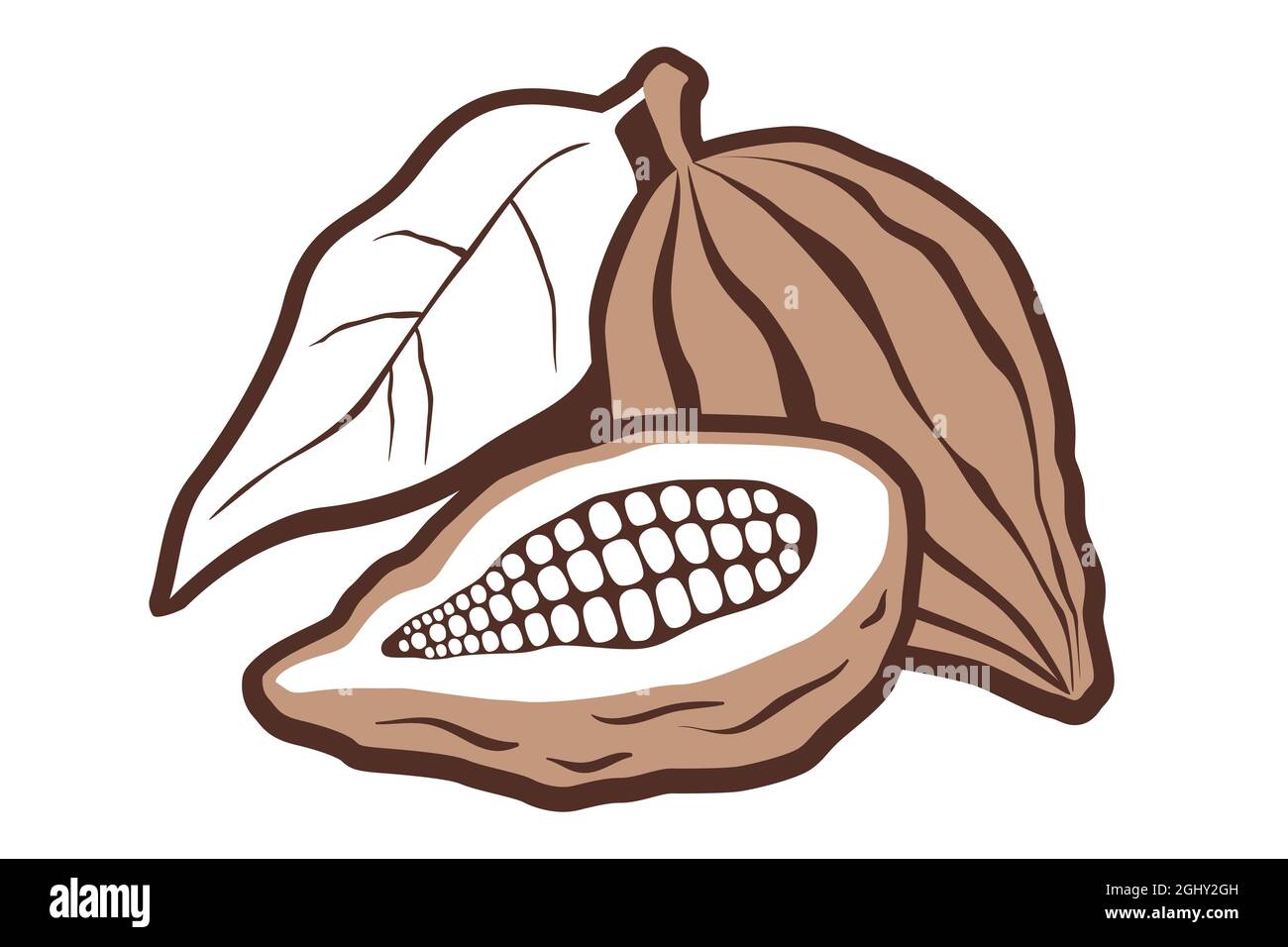 Vector vintage logo with cocoa on isolated background. Vector icon of cocoa bean. Stock Vector