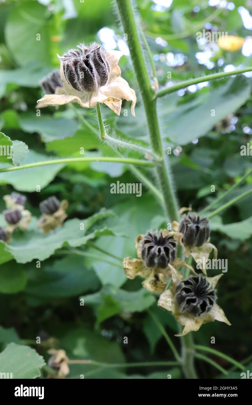 Abutilon grandiflorum hairy Indian mallow – hairy black seed pods and large heart-shaped leaves, August, England, UK Stock Photo