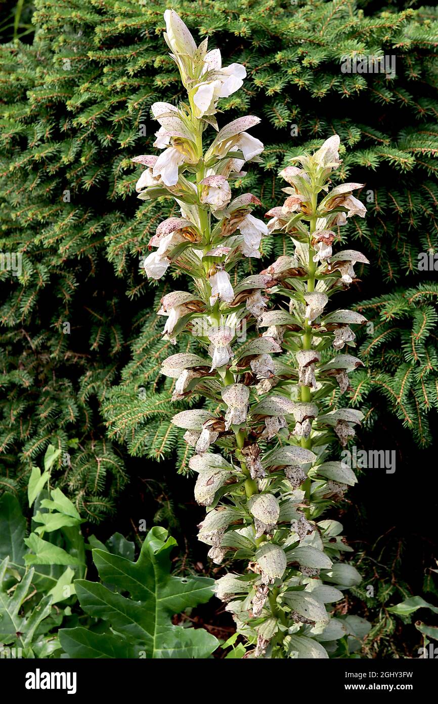 Acanthus mollis ‘Rue Ledan’ bears breeches Rue Ledan - tall flower spikes of white flowers enclosed by silver green bracts, August, England, UK Stock Photo