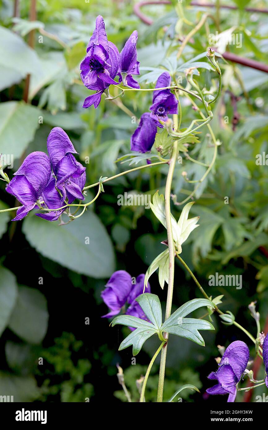 Aconitum napellus Monk’s hood - helmet-shaped dark purple flowers and slender lobed leaves,  August, England, UK Stock Photo