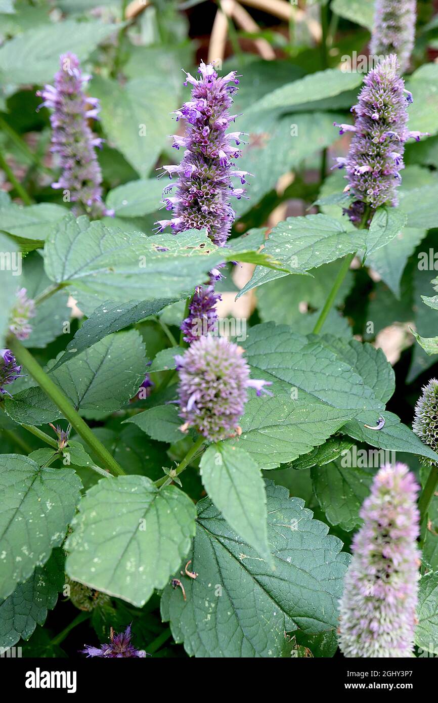 Agastache foeniculum anise hyssop - dense clusters of lavender blue flowers in upright racemes,  August, England, UK Stock Photo