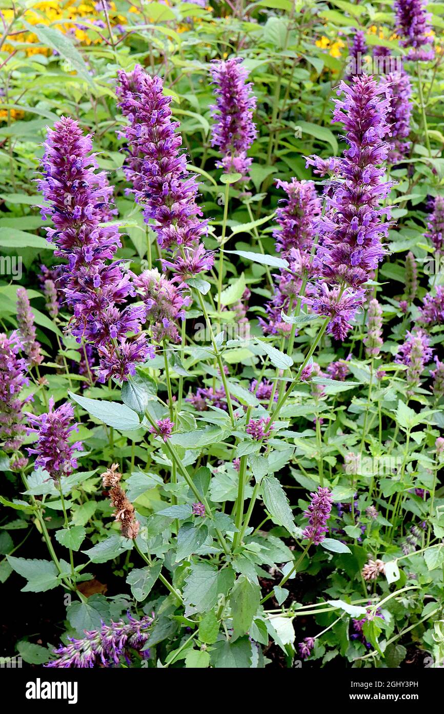 Agastache rugosa Korean mint - dense clusters of violet flowers in upright racemes, August, England, UK Stock Photo