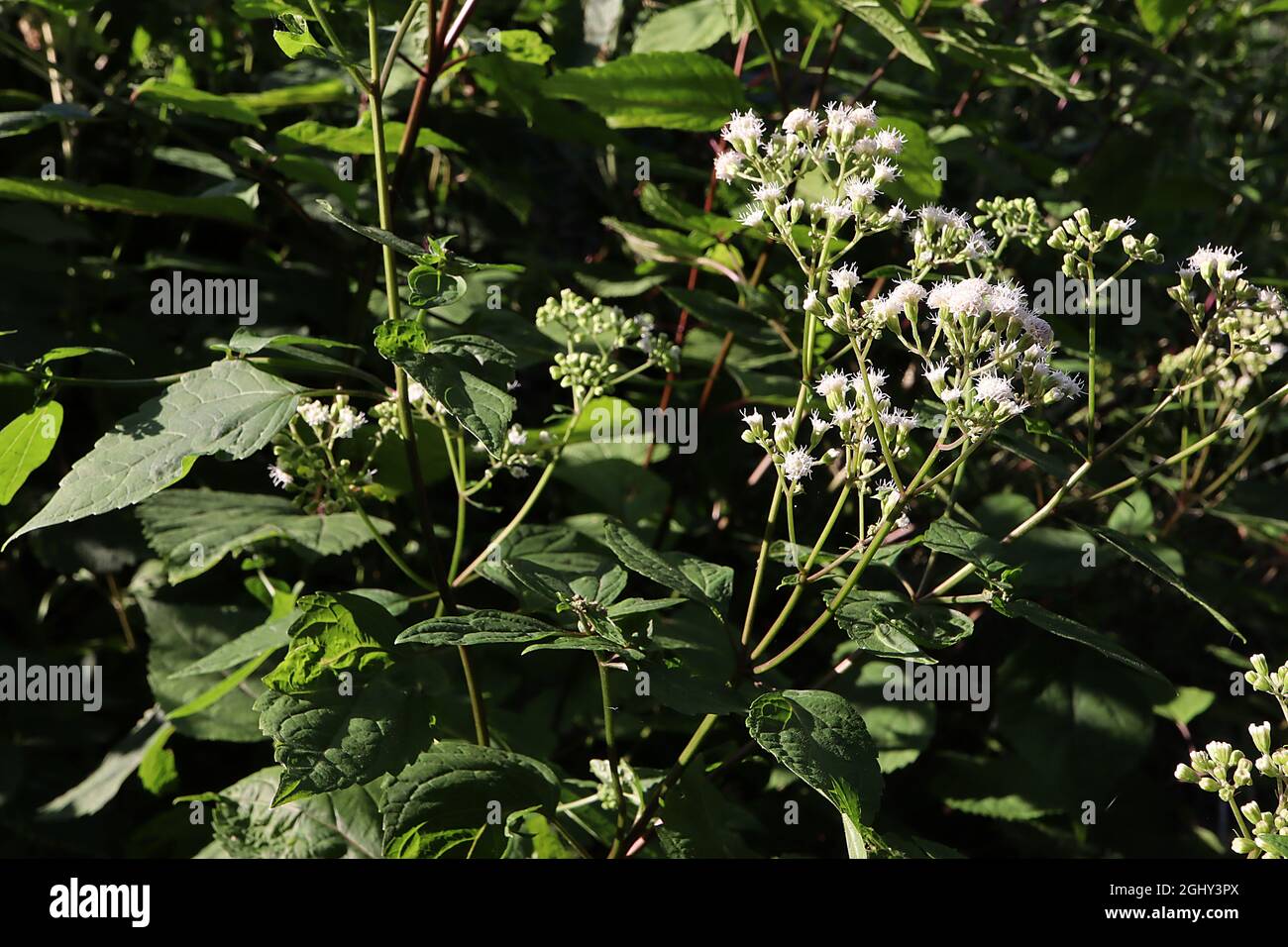 Ageratina altissima white snakeroot – corymbs of tiny white flower clusters and ovate dark green leaves,  August, England, UK Stock Photo