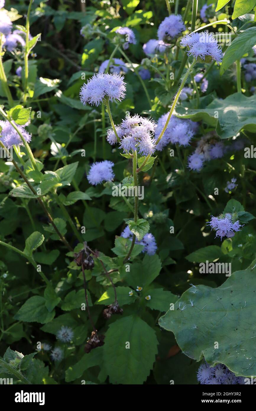 Ageratum houstonianum ‘Blue Danube’ Flossflower Blue Danube – clusters of fluffy lavender blue flowers and mid green ovate leaves,  August, England,UK Stock Photo