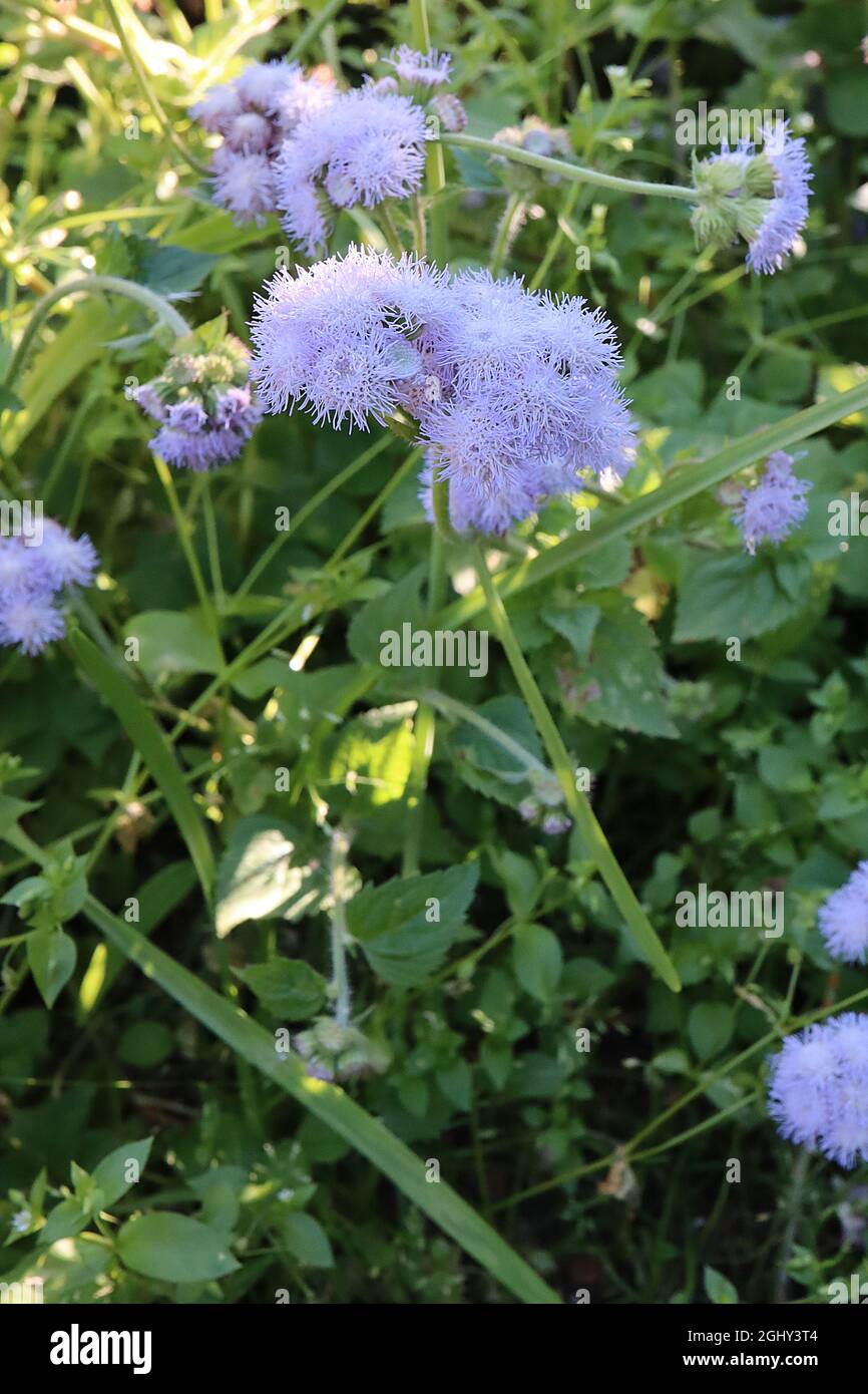 Ageratum houstonianum ‘Blue Danube’ Flossflower Blue Danube – clusters of fluffy lavender blue flowers and mid green ovate leaves,  August, England,UK Stock Photo