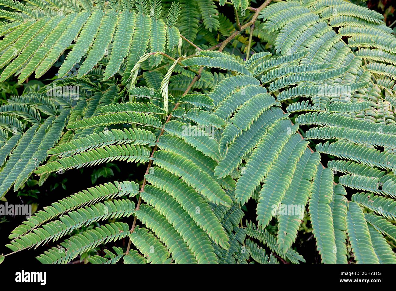 Albizia julibrissin ‘Rosea’ pink silk tree – large fern-like yellow green leaves on arching stems,  August, England, UK Stock Photo