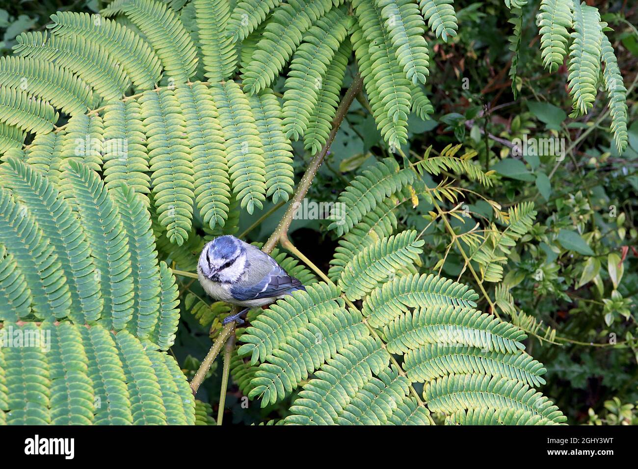 julibrissin ‘Rosea’ pink silk tree large fernlike yellow