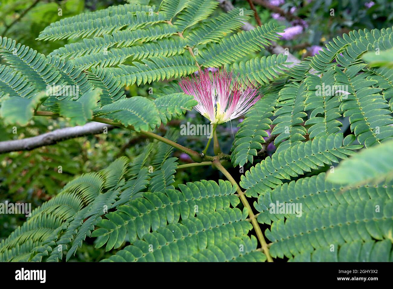 julibrissin ‘Rosea’ pink silk tree pink and white fluffy