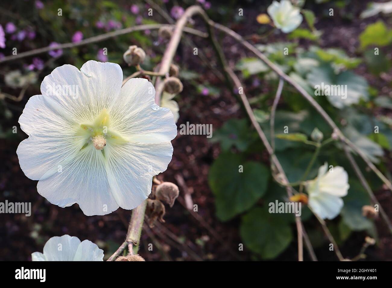 Alcea rugosa Russian hollyhock – saucer-shaped cream flowers with notched petals,  August, England, UK Stock Photo