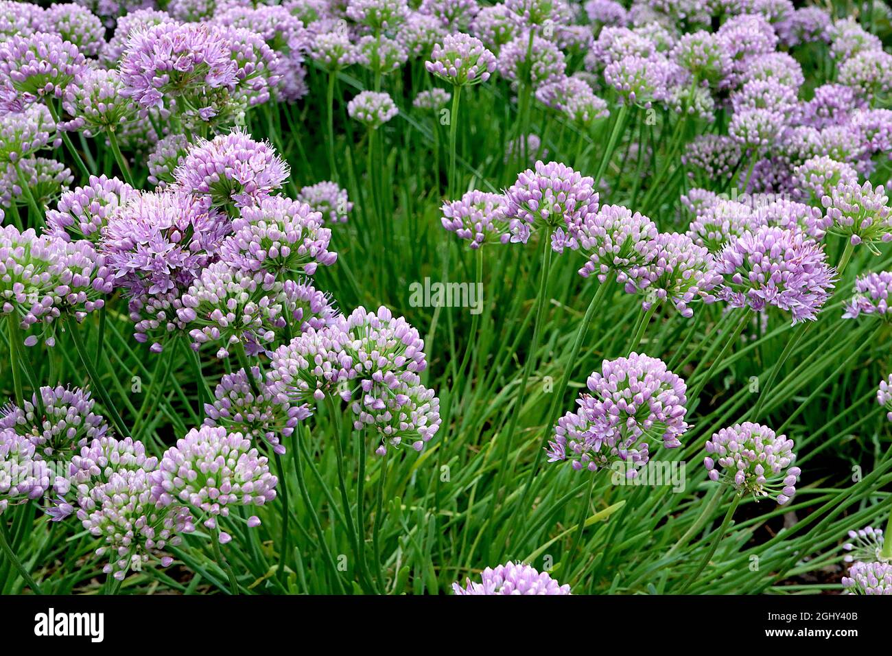 Allium senescens ‘Montana’ ageing allium Montana – small spherical clusters of lilac pink flowers and bright green linear leaves,  August, England, UK Stock Photo