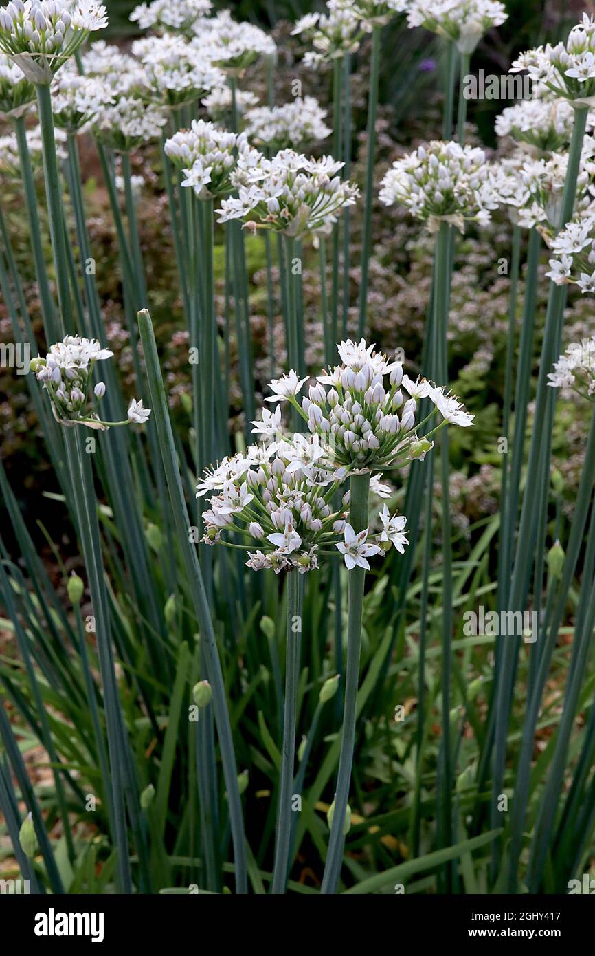 Allium tuberosum Chinese chives - small spherical clusters of white flowers and bright green linear leaves,  August, England, UK Stock Photo