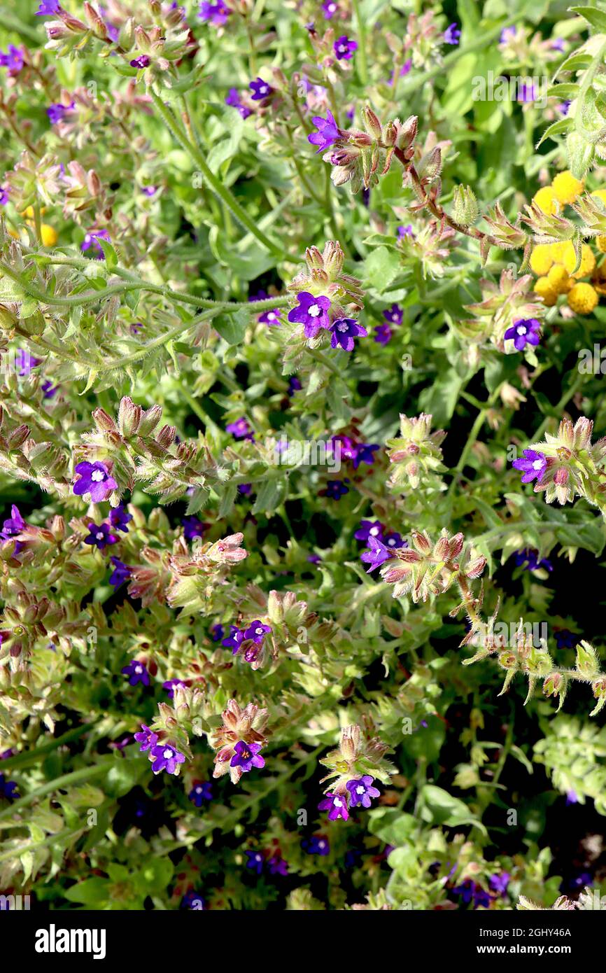 Anchusa officinalis Alkanet – whorls of vivid blue or purple flowers and hairy lance-shaped leaves on hairy stems,  August, England, UK Stock Photo