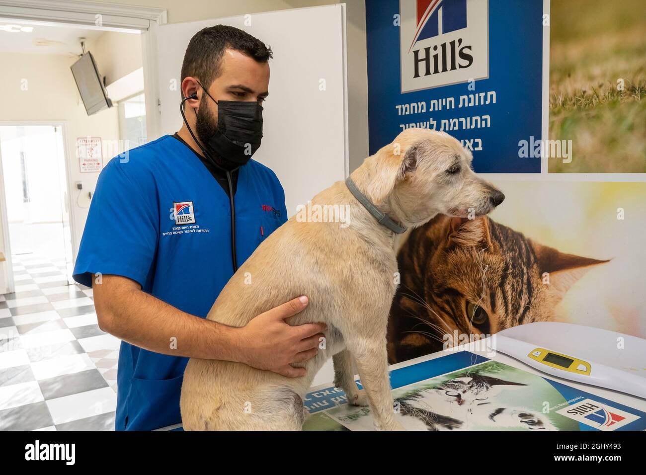 Tel Aviv, Israel - August 17th, 2021: A vet examining a dog in a veterinary clinic. The dog swallowed a fishing hook, and the line is coming out of it Stock Photo