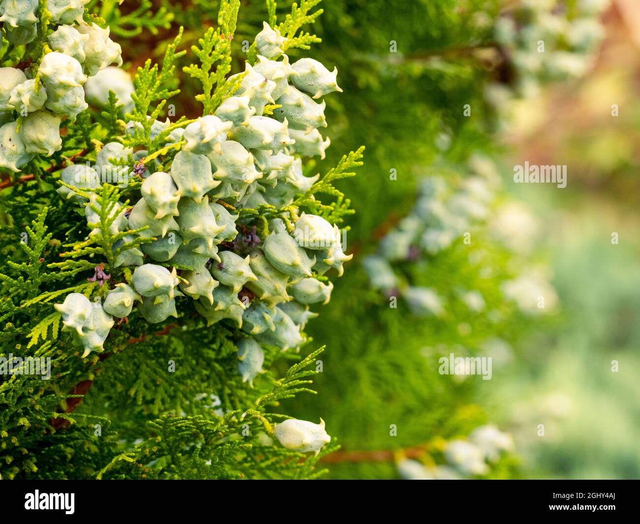 selective focus of thuja leafs and seeds (Platycladus orientalis ) with blurred background Stock Photo