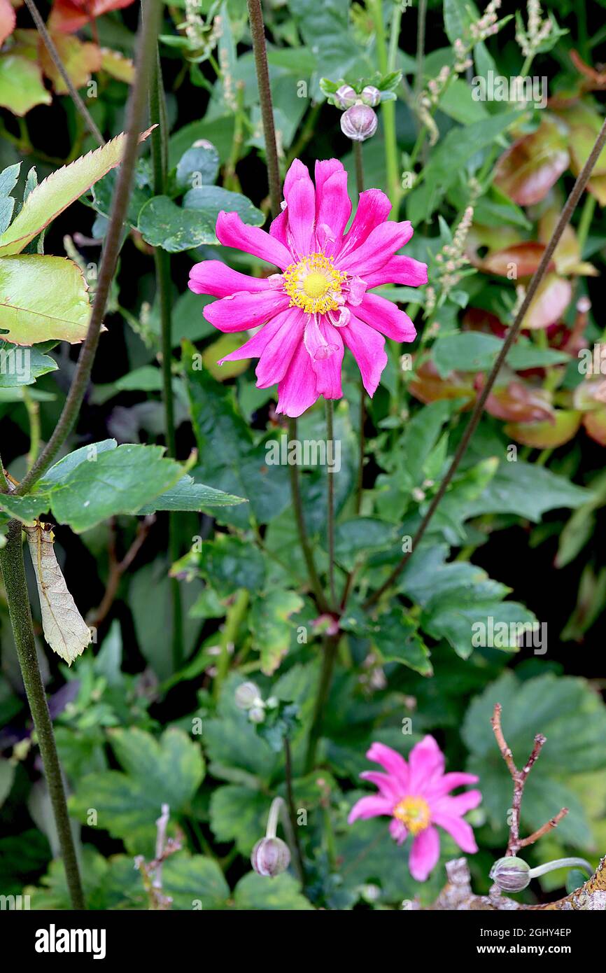 Anemone hupenhensis var japonica ‘Pamina’ Japanese anemone Pamina – small semi-double deep pink flowers with ruffled petals and green centre,  August, Stock Photo