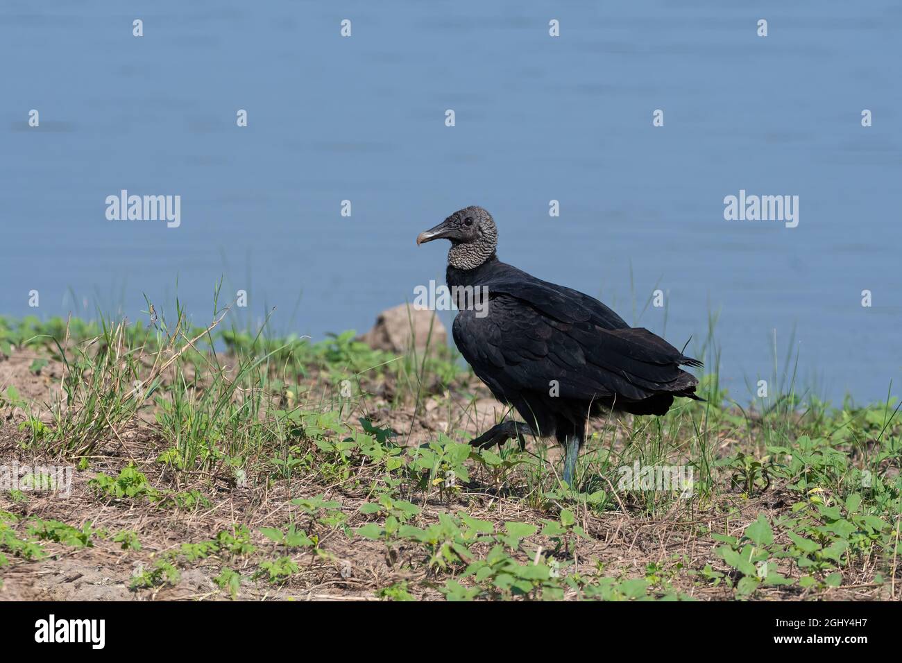 A Black Vulture, or Buzzard; casually strolling in the grass and weeds on the rocky shore of a lake. Stock Photo