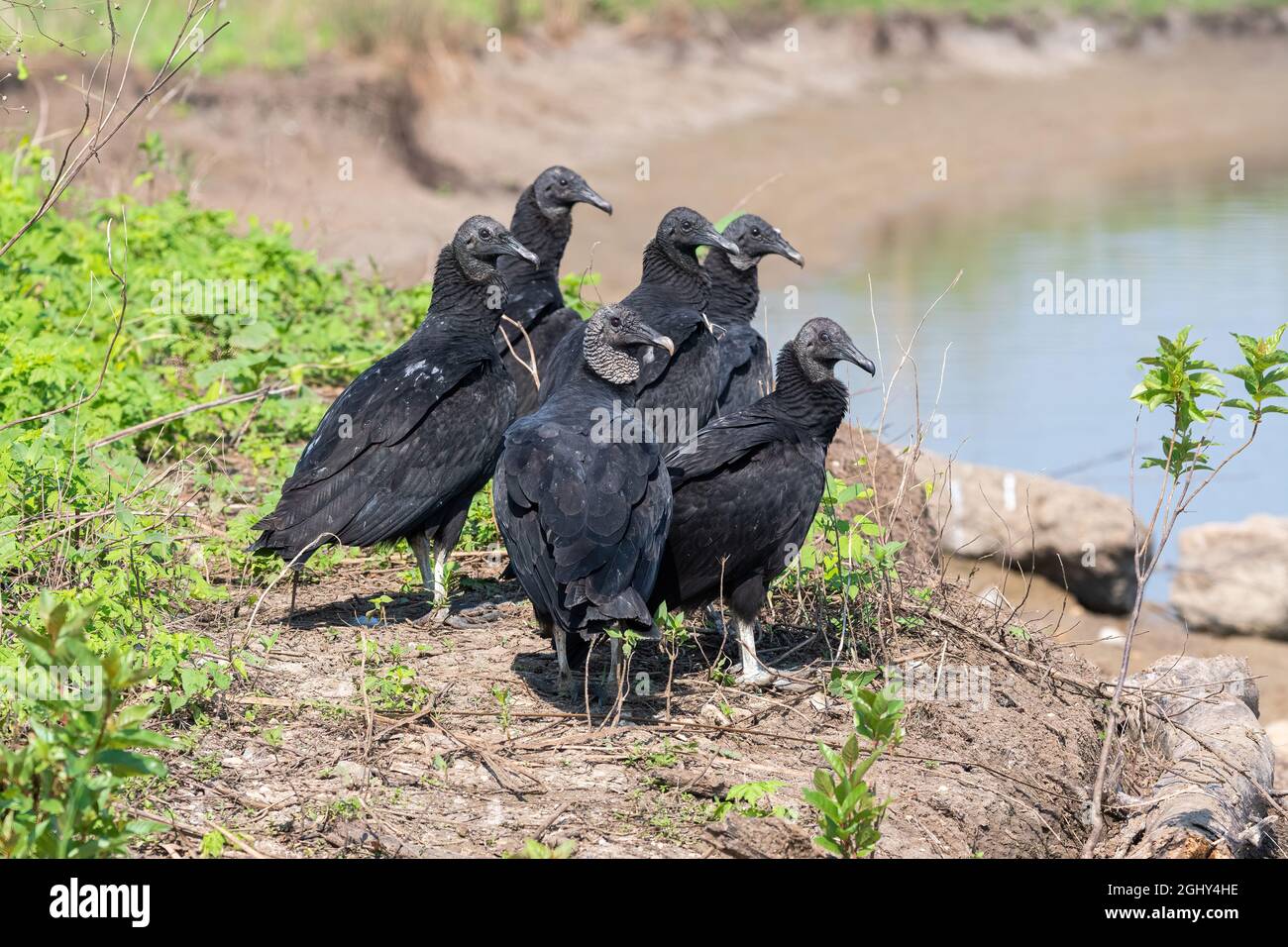 A group of Black Vultures, referred to as a wake when on the ground, gathered on the rocky shore of a lake on a sunny day. Stock Photo