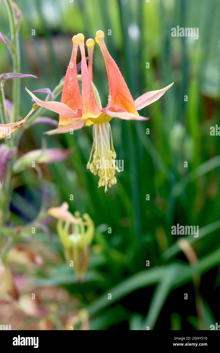Aquilegia eximia serpentine columbine – orange flowers with witch’s hat-like petals and yellow-tipped spurs,  August, England, UK Stock Photo