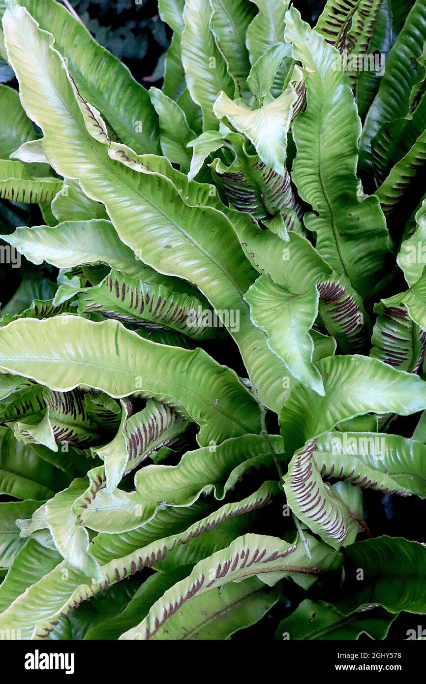 Asplenium scolopendrum Harts Tongue fern – glossy undivided wavy fresh green fronds and brown sori stripes,  August, England, UK Stock Photo