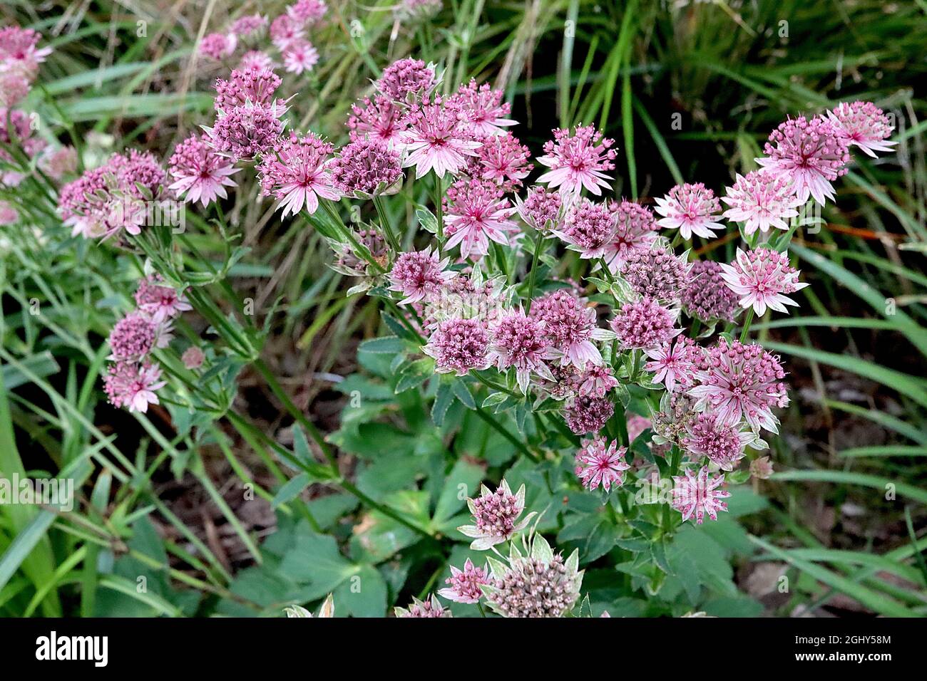 Astrantia major ‘Roma’ masterwort Roma – pink tubular flowers with pale pink green-tipped bracts,  August, England, UK Stock Photo
