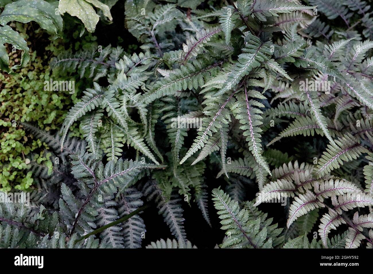 Athyrium niponicum var pictum ‘Silver Falls’ painted lady fern Silver Falls – grey green bipinnate fronds with silver flush, purple red midribs, Stock Photo