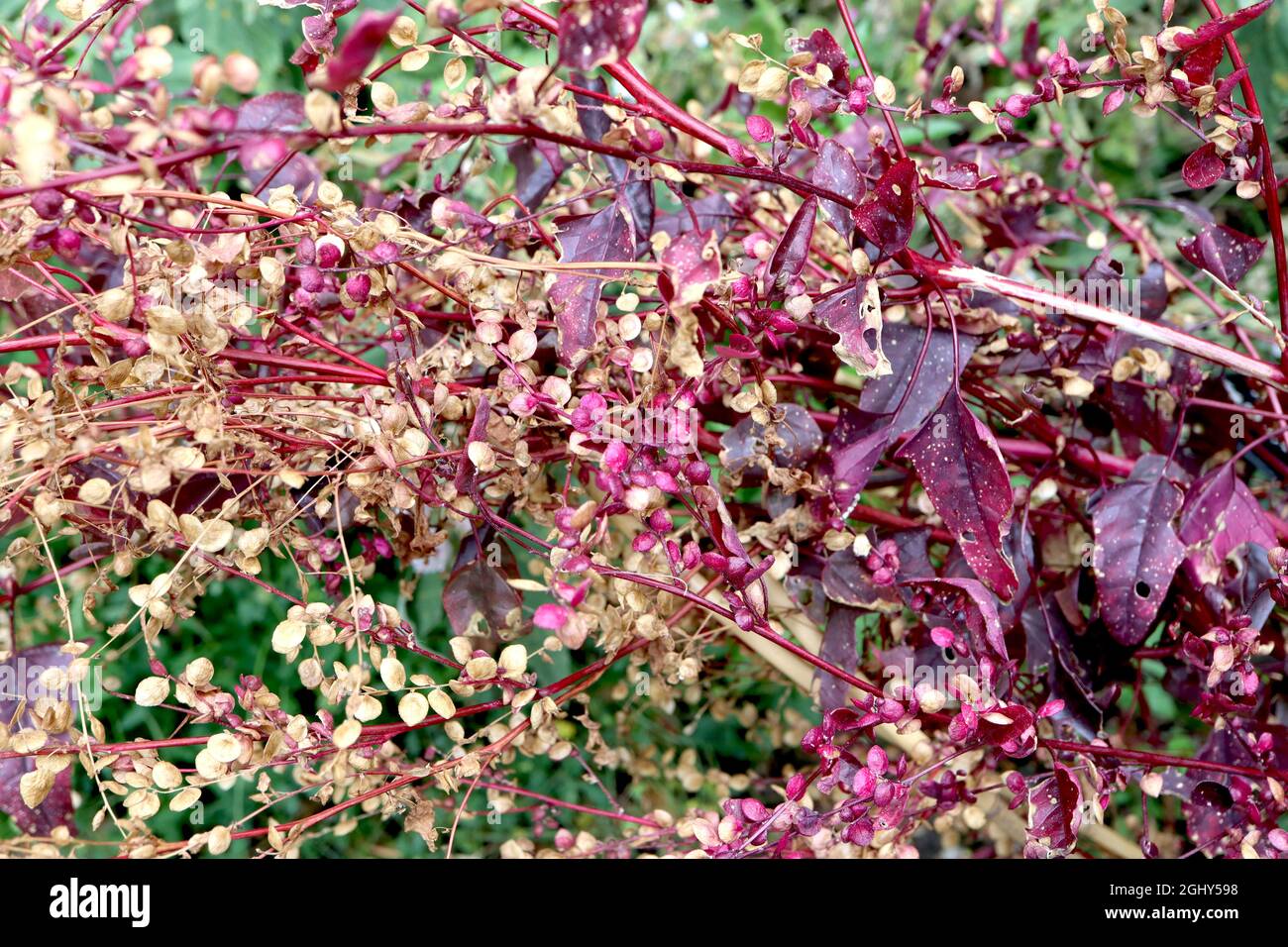 Atriplex hortensis var rubra red mountain spinach – round dried and crimson seed pods on vertical racemes and purple red leaves on tall stems,  August Stock Photo