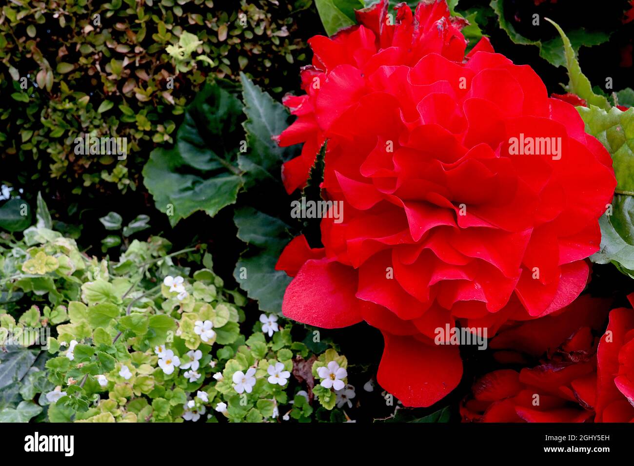 Begonia tuberosa ‘Nonstop Red’ double red flowers and dark green angel-shaped leaves with green veins,  August, England, UK Stock Photo